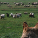 European grey wolf Canis lupus lupus watches a flock of sheep.